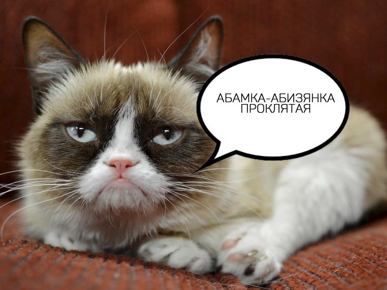 grumpy-cat-has-earned-her-owner-nearly-100-million-in-just-2-years