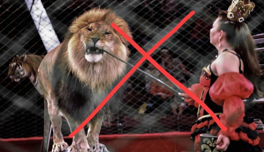 Кабмин поддержал запрет диких животных в цирках
